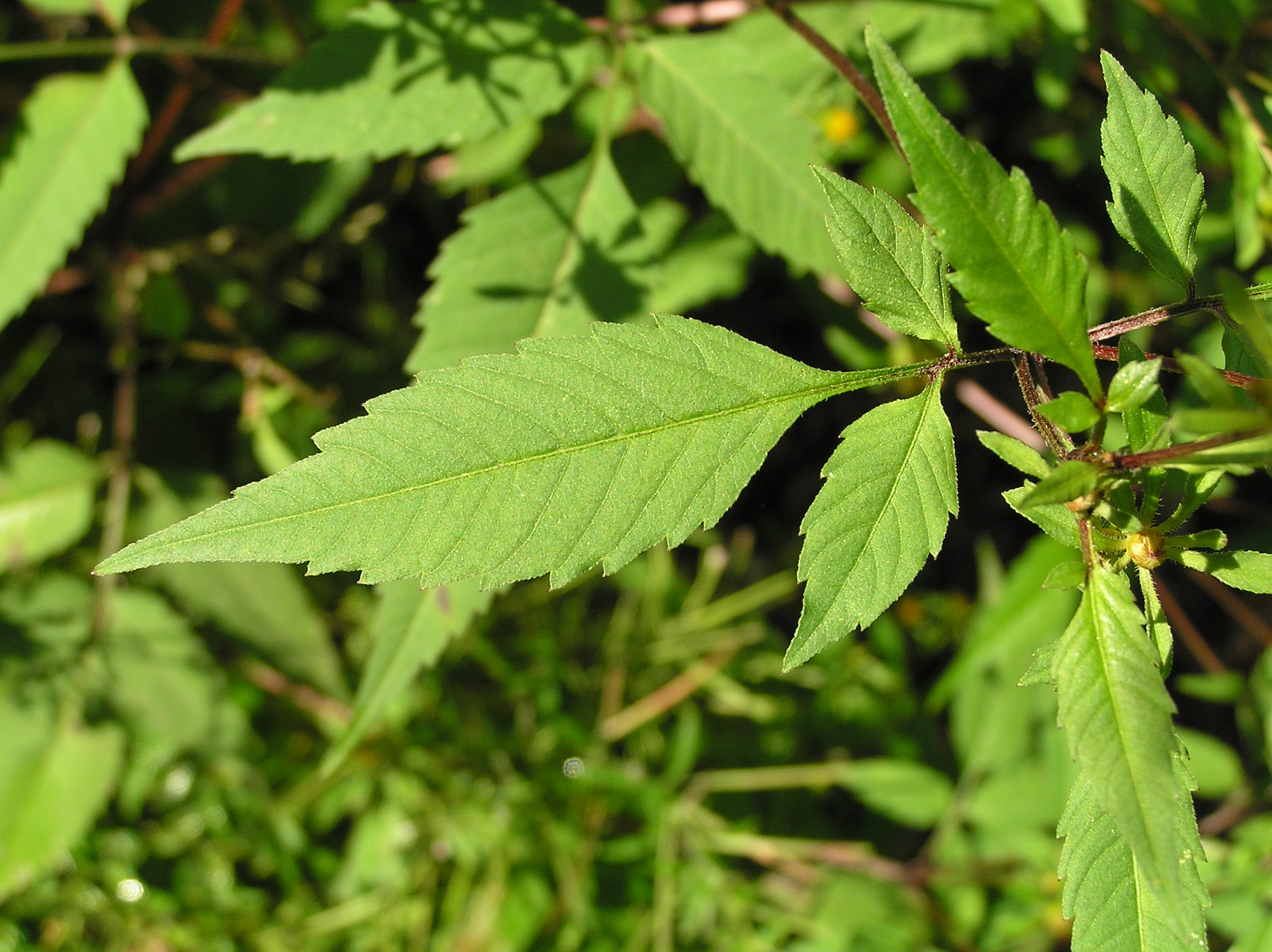 Native Trees Of Indiana River Walk